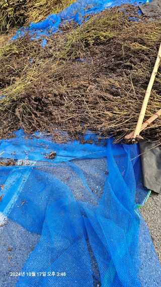 과학농님의 들깨 · 영농일지 작성글 사진