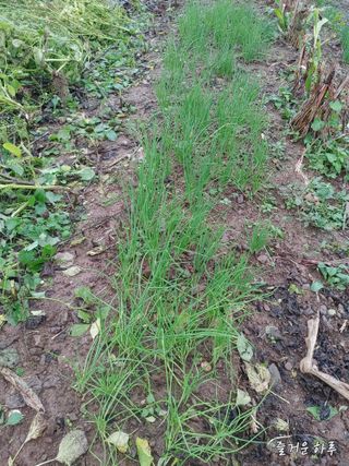 농부님.모두.모두힘님의 가을 농사 후 토양 어떻게 관리하세요? · 참여글 작성글 사진