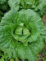 팜모닝 가을 농사 후 토양 어떻게 관리하세요?·참여글 게시글 이미지