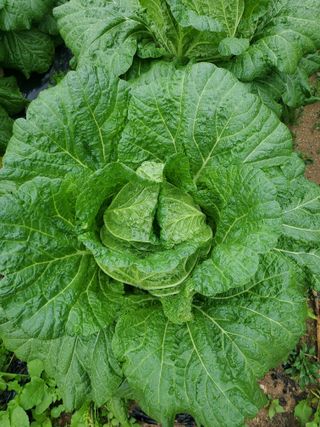 김도진님의 가을 농사 후 토양 어떻게 관리하세요? · 참여글 작성글 사진