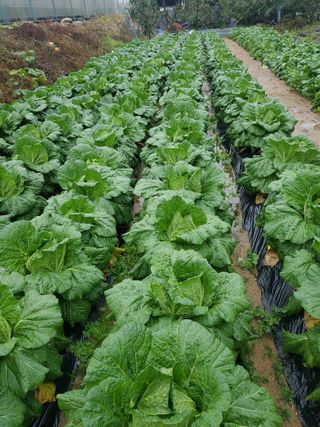 김도진님의 가을 농사 후 토양 어떻게 관리하세요? · 참여글 작성글 사진