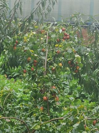 김도진님의 가을 농사 후 토양 어떻게 관리하세요? · 참여글 작성글 사진