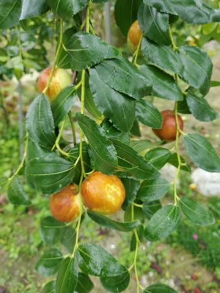 김도진님의 가을 농사 후 토양 어떻게 관리하세요? · 참여글 작성글 사진