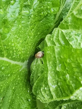 리짱님의 배추 · 영농일지 작성글 사진