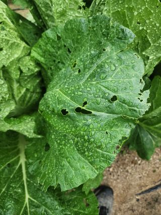 리짱님의 배추 · 영농일지 작성글 사진