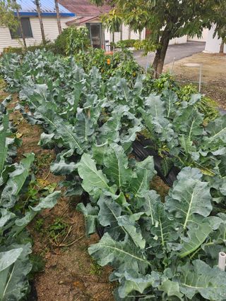 초짜농부님의 자유주제 · 자유게시판 작성글 사진