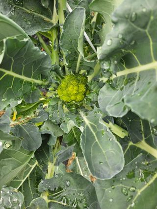 초짜농부님의 자유주제 · 자유게시판 작성글 사진