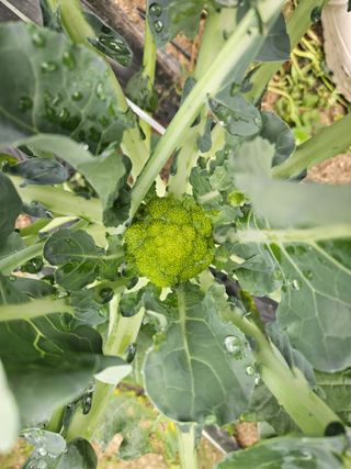 초짜농부님의 자유주제 · 자유게시판 작성글 사진