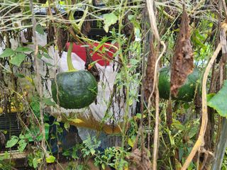 jun님의 호박 · 영농일지 작성글 사진