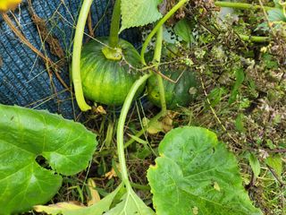 jun님의 호박 · 영농일지 작성글 사진