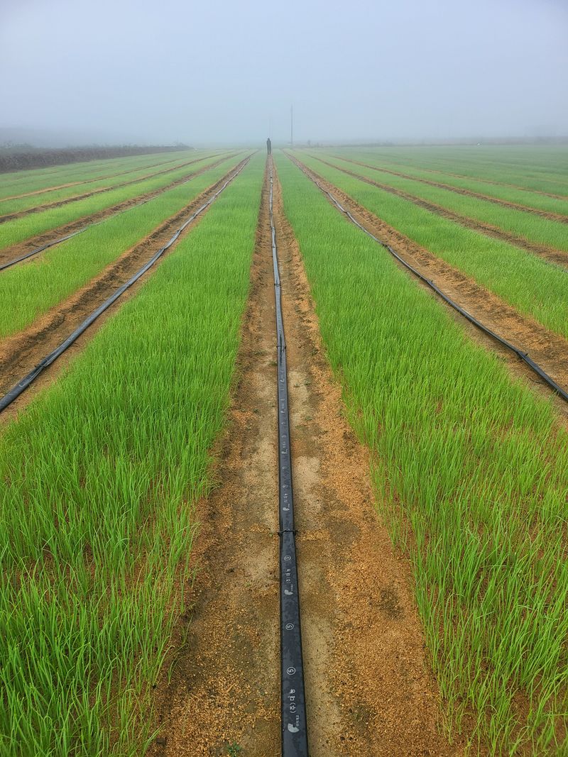 장터 상품 [양파모종판매합니다] 썸네일