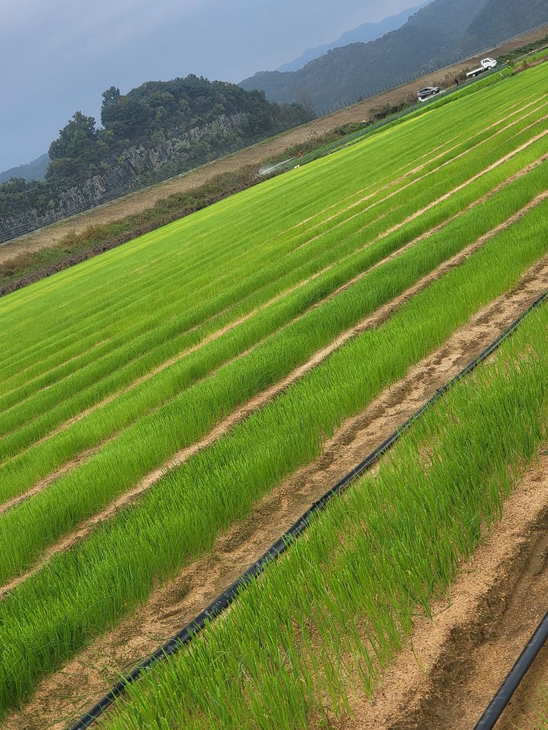 녹색나라님의 장터 판매 상품 [양파모종판매합니다] 첨부 사진