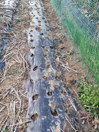 권병☆님의 양파 · 영농일지 작성글 사진