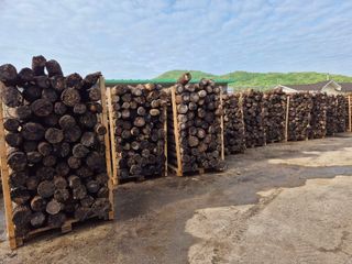 다음:농수산물공동구님의 버섯 · 품종•종자 작성글 사진