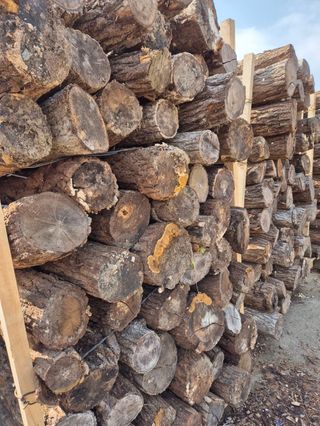 다음:농수산물공동구님의 버섯 · 품종•종자 작성글 사진