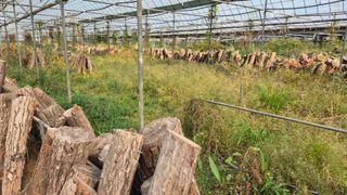 다음:농수산물공동구님의 버섯 · 품종•종자 작성글 사진