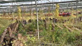 다음:농수산물공동구님의 버섯 · 품종•종자 작성글 사진