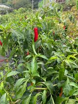 팜모닝 자유주제·자유게시판 게시글 이미지