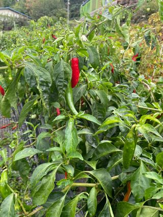 정연희님의 자유주제 · 자유게시판 작성글 사진