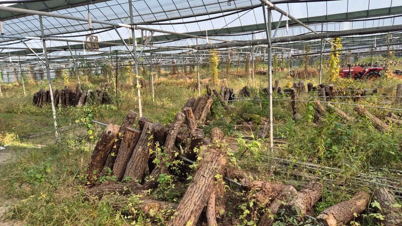 다음:농수산물공동구님의 장터 판매 상품 [표고목] 첨부 사진