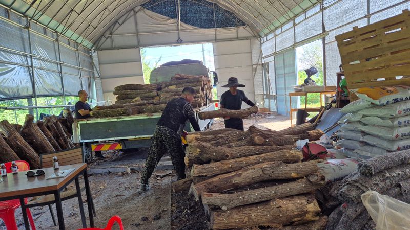 다음:농수산물공동구님의 장터 판매 상품 [표고목] 첨부 사진