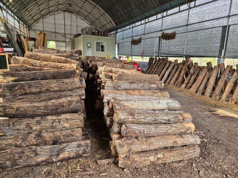 다음:농수산물공동구님의 장터 판매 상품 [표고목] 첨부 사진
