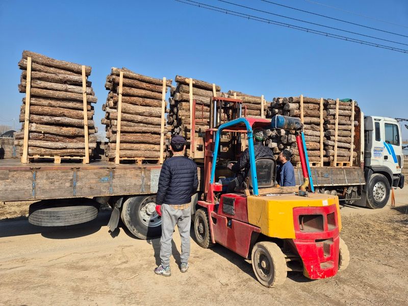 다음:농수산물공동구님의 장터 판매 상품 [표고목] 첨부 사진