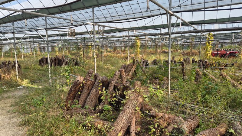 다음:농수산물공동구님의 장터 판매 상품 [표고목] 첨부 사진