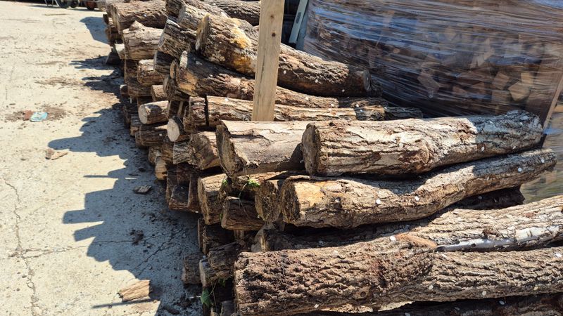 다음:농수산물공동구님의 장터 판매 상품 [표고목] 첨부 사진