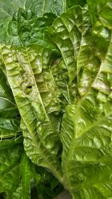 팜모닝 농사, 무엇이든 물어보세요!·참여글 게시글 이미지