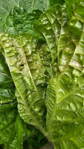 알 수 없음님의 농사, 무엇이든 물어보세요! · 참여글 작성글 사진