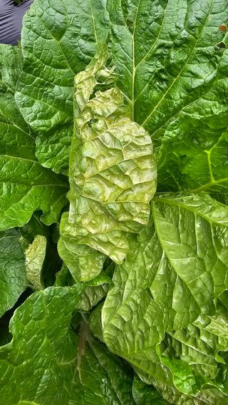 알 수 없음님의 농사, 무엇이든 물어보세요! · 참여글 작성글 사진