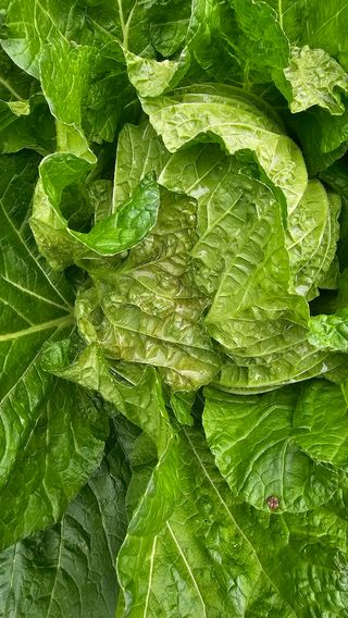 알 수 없음님의 농사, 무엇이든 물어보세요! · 참여글 작성글 사진