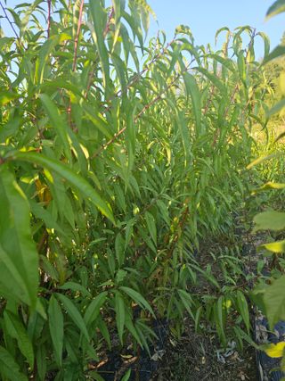 뿌리묘목농원님의 작성글 사진