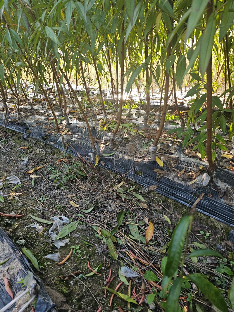 뿌리묘목농원님의 장터 판매 상품 [올 유명 복숭아 접목 1년생] 첨부 사진