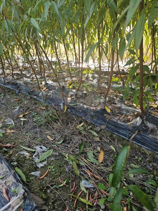 뿌리묘목농원님의 작성글 사진