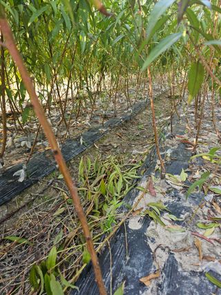 뿌리묘목농원님의 작성글 사진