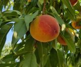 팜모닝 · 게시글 이미지