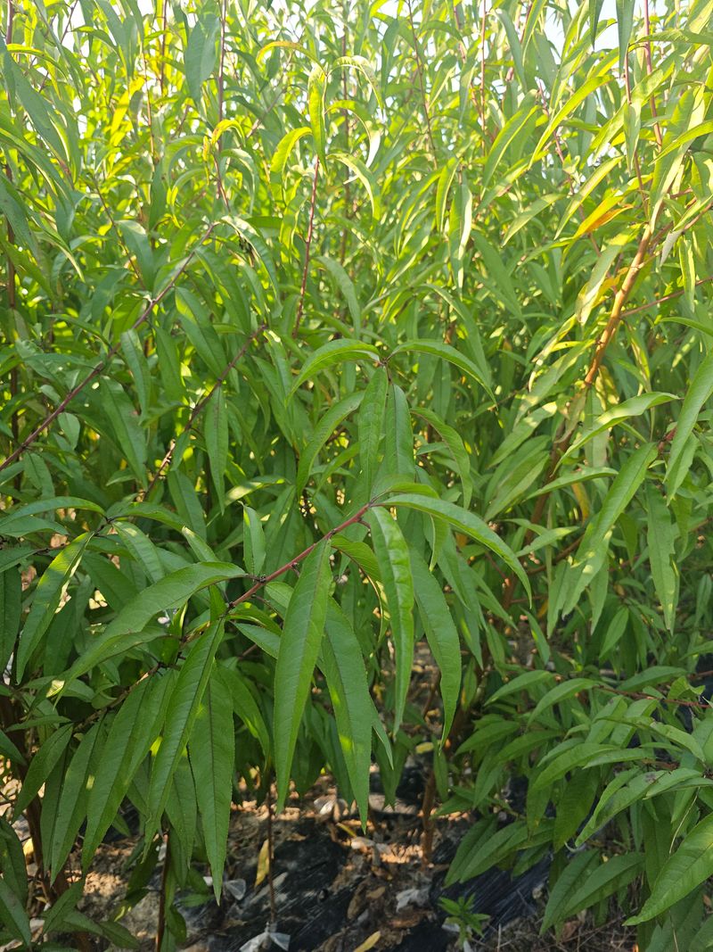 뿌리묘목농원님의 장터 판매 상품 [신비 복숭아 접목 1년생] 첨부 사진