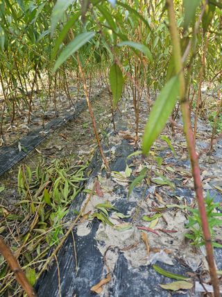 뿌리묘목농원님의 작성글 사진