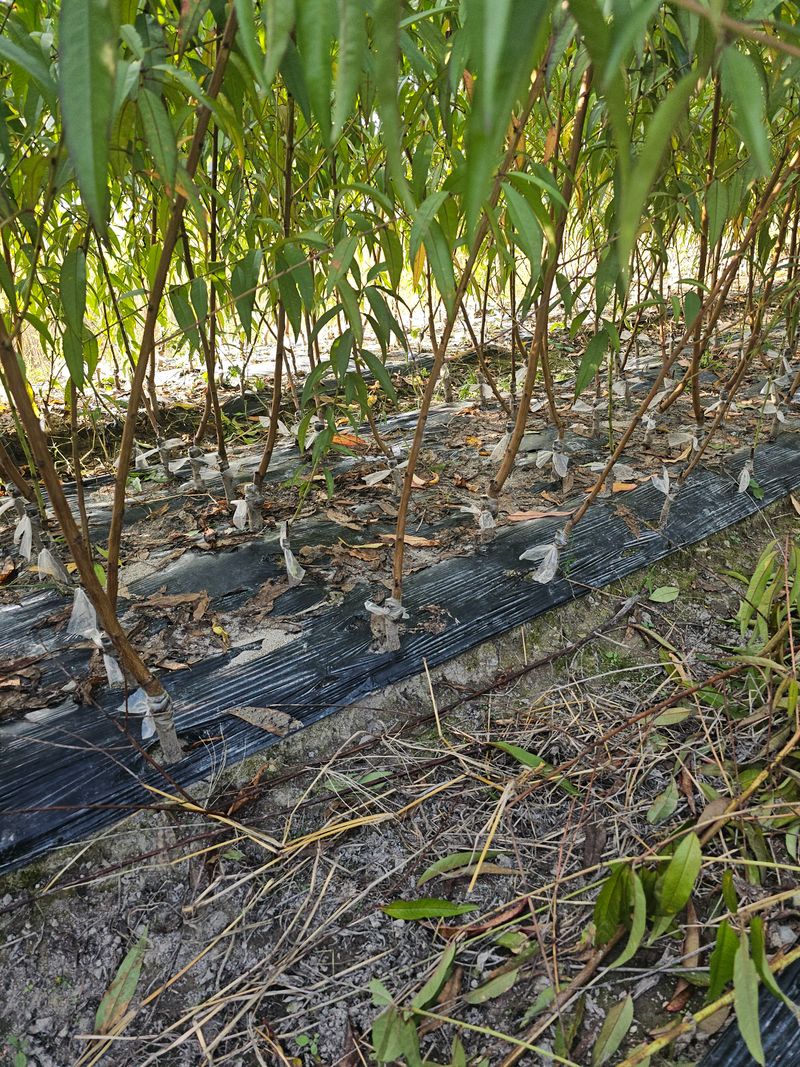 뿌리묘목농원님의 장터 판매 상품 [신비 복숭아 접목 1년생] 첨부 사진