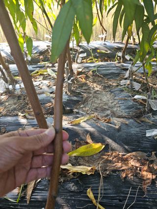 뿌리묘목농원님의 작성글 사진