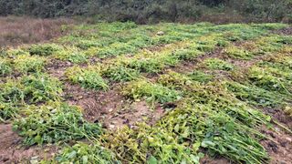 나도농부님의 들깨 · 영농일지 작성글 사진