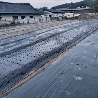 백현호님의 마늘 · 영농일지 작성글 사진