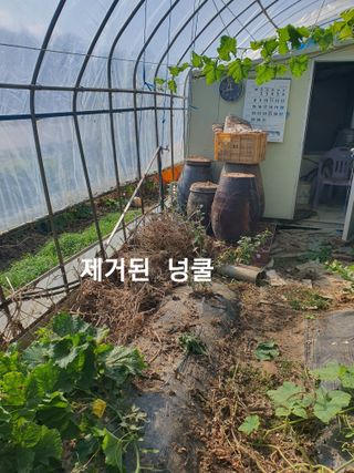 수랏간 농원 안승호님의 호박 · 영농일지 작성글 사진