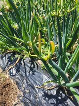 팜모닝 자유주제·자유게시판 게시글 이미지