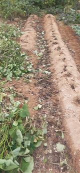 팜모닝 고구마·영농일지 게시글 이미지