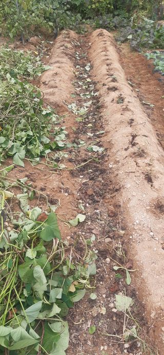 양승숙 (承光)님의 고구마 · 영농일지 작성글 사진