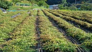 박상진님의 들깨 · 영농일지 작성글 사진