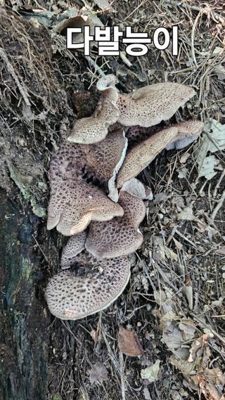 장철식님의 자유주제 · 자유게시판 작성글 사진